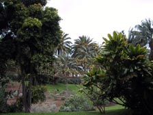 Jardin Canario