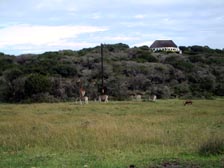 Giraffen, Zebras und Tier mit Hörnern